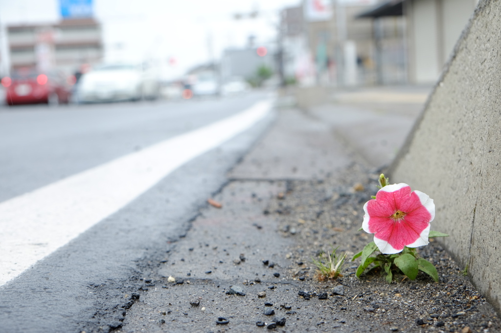 道端に咲く花2