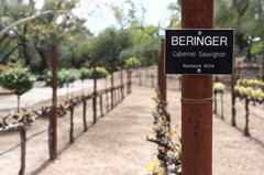 Beringer Winery Napa Vallery 9