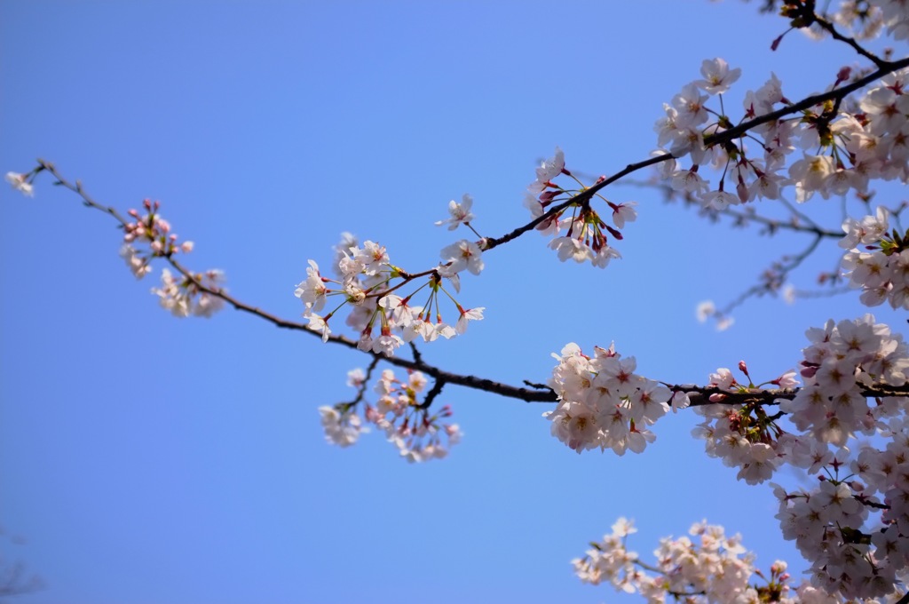 中之島の桜 3