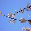 中之島の桜 3