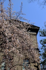 中之島の桜 2