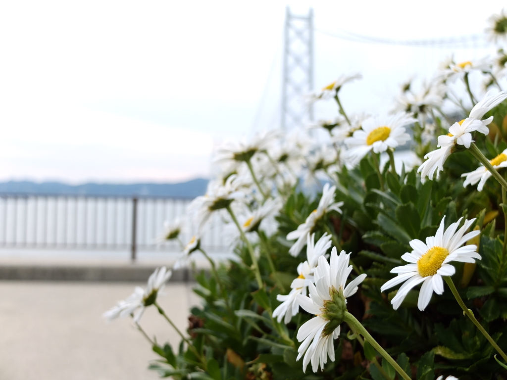 舞子公園