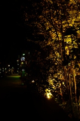 北野の夜道