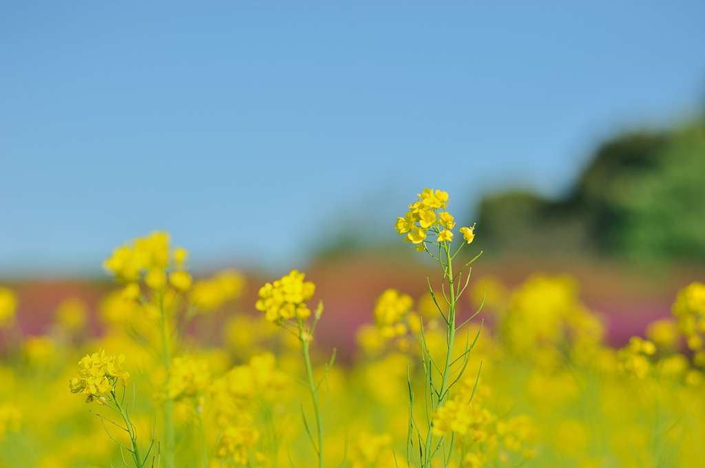 出る花は撮られる