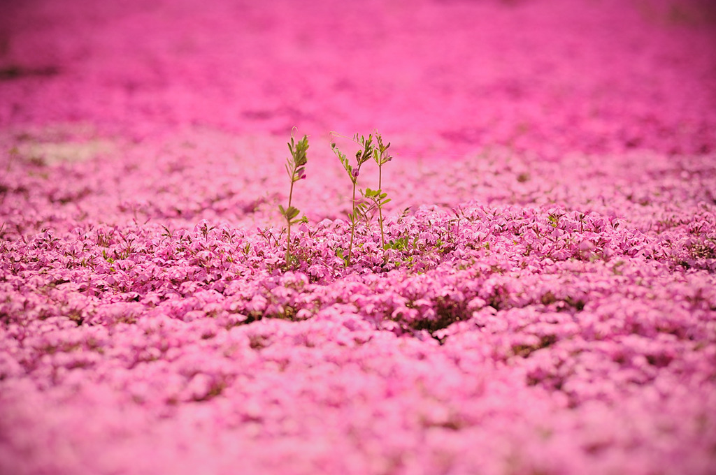 芝桜