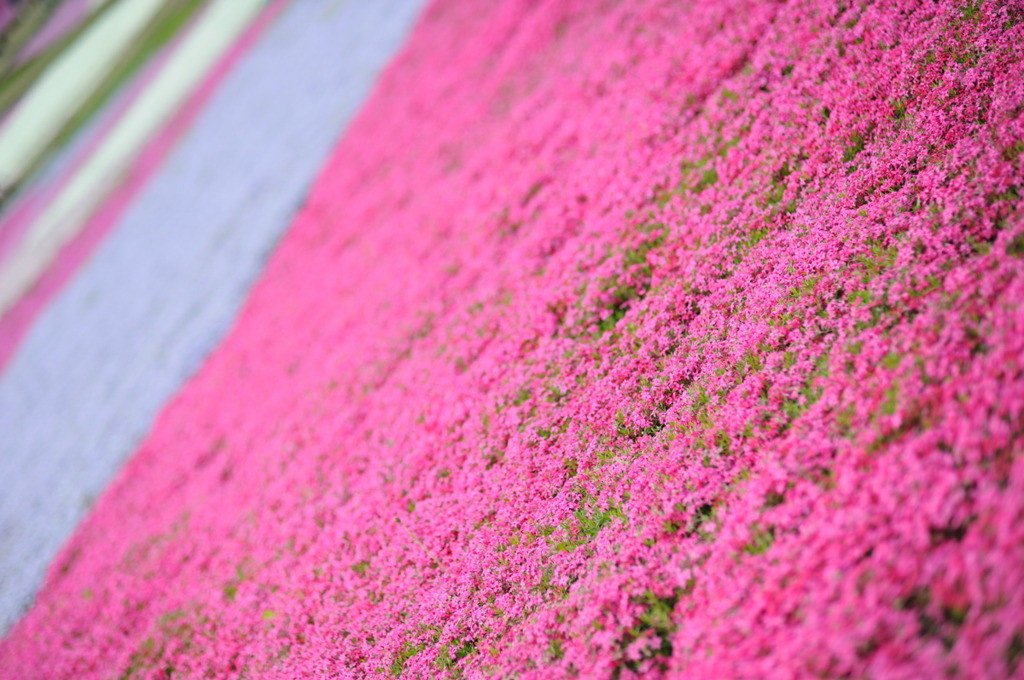 芝桜