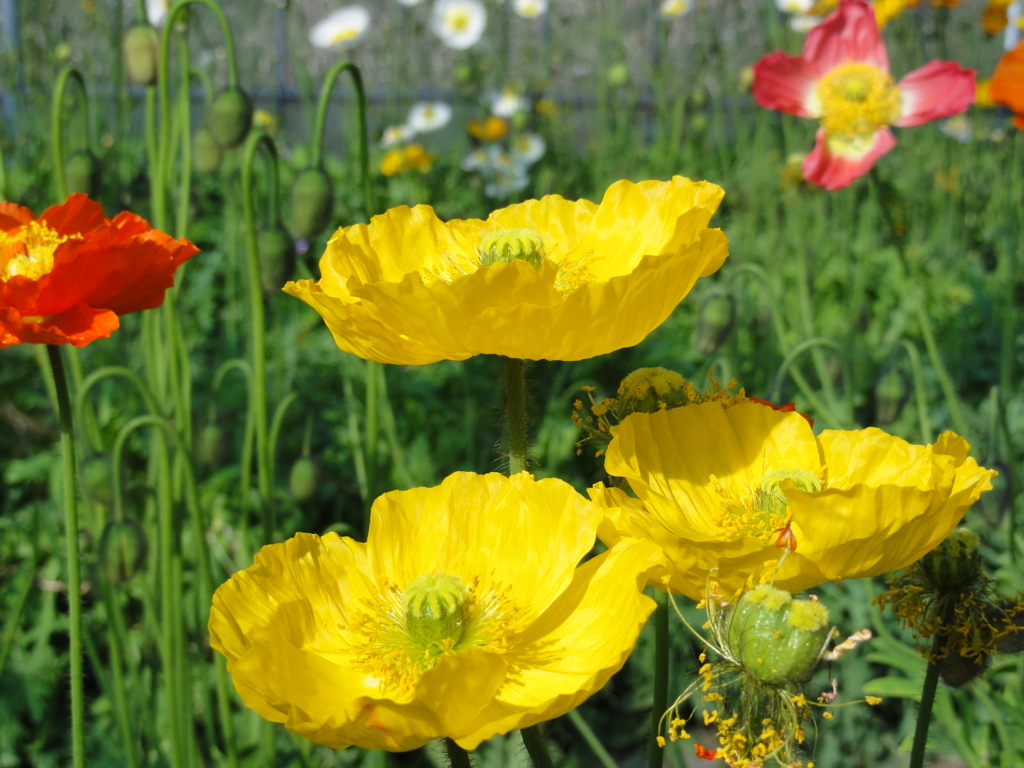 きいろいポピー