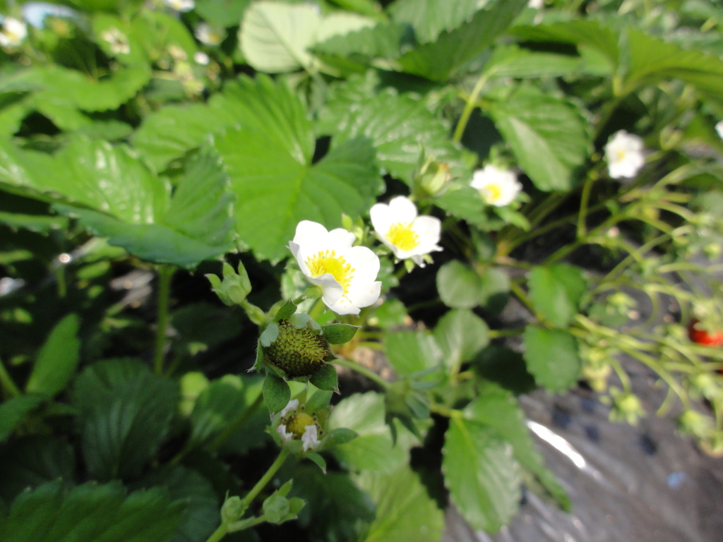 イチゴの花