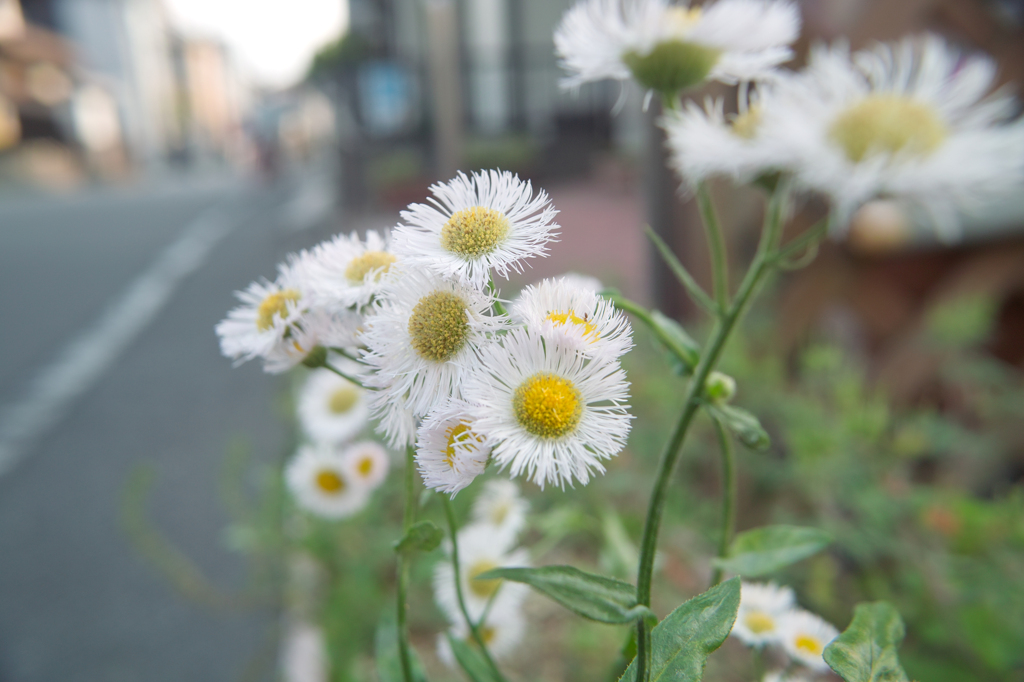 道端の花6