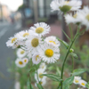 道端の花6