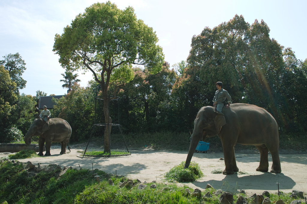 インドゾウ