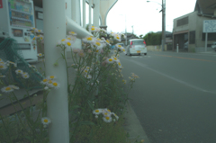 バス停に咲く花