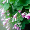 道端の花2