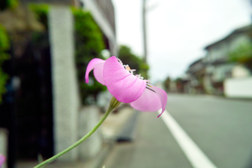 道端の花3