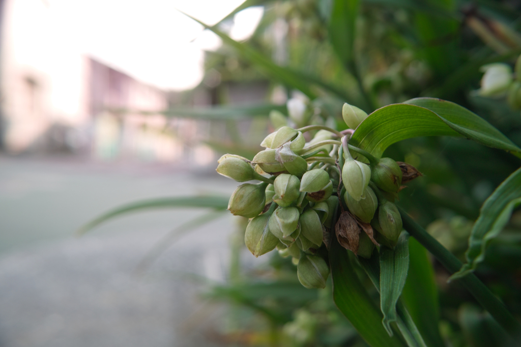 蕾