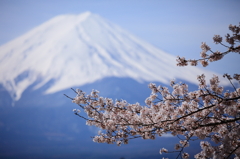 富士に咲く