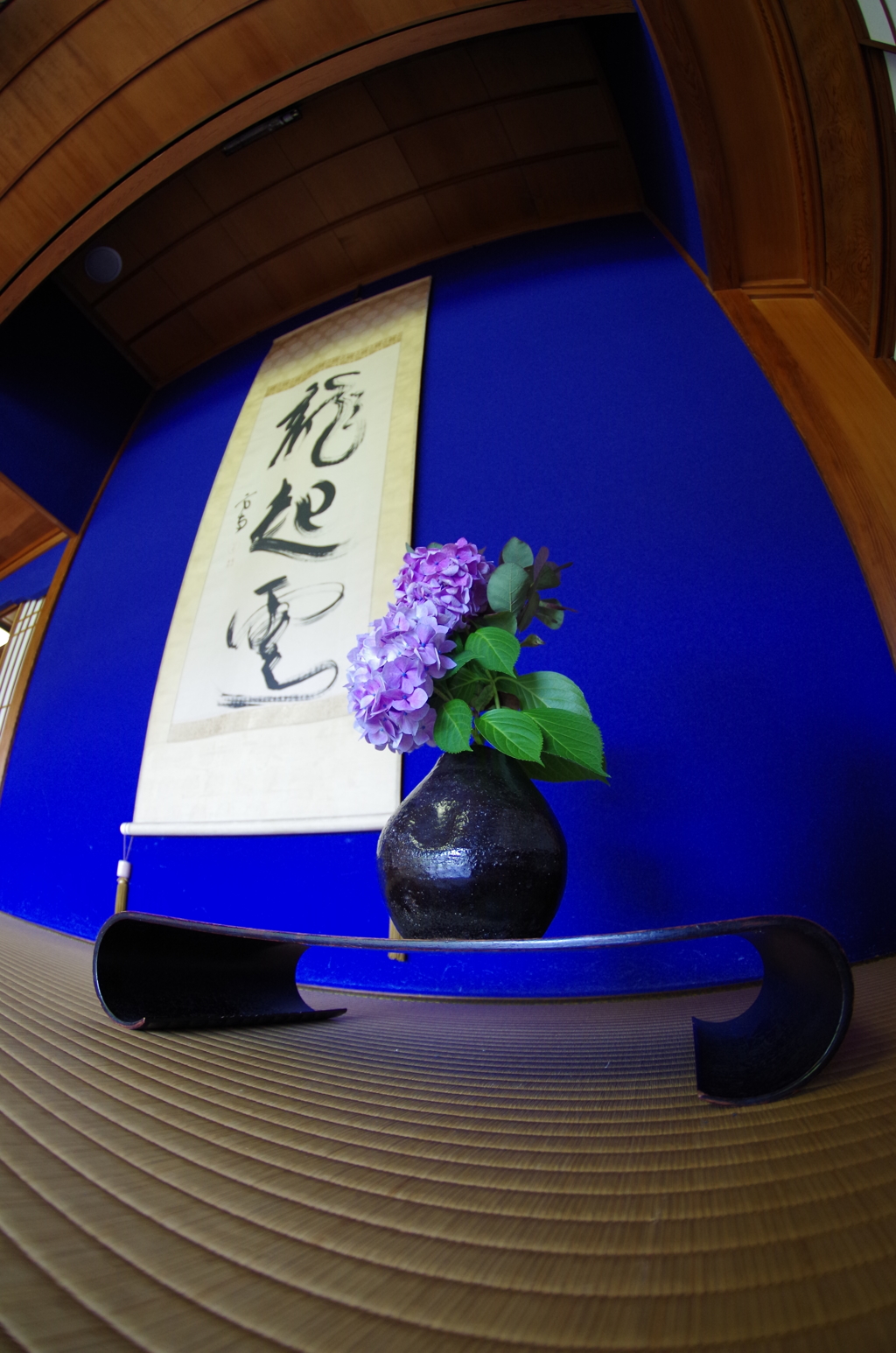 床の間の紫陽花