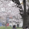 満開の木の下