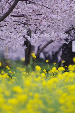 pink&yellow