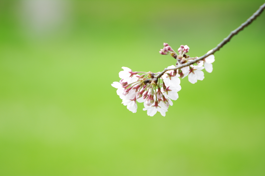 枝先の花