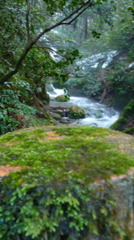 丸太の上の川 丸太の上の川