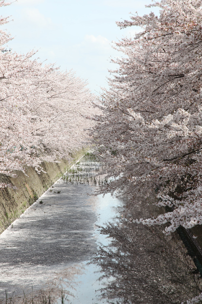 近所の桜並木