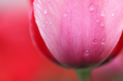 シーズン１回だけのチューリップ撮影