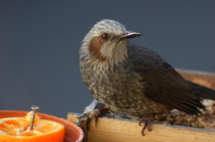 ボクも食べていい？