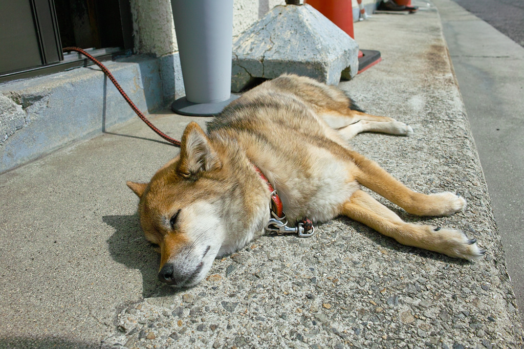忠海港の猛犬