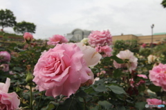 薔薇