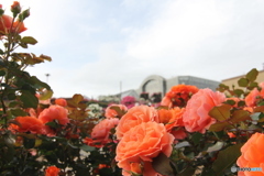 薔薇