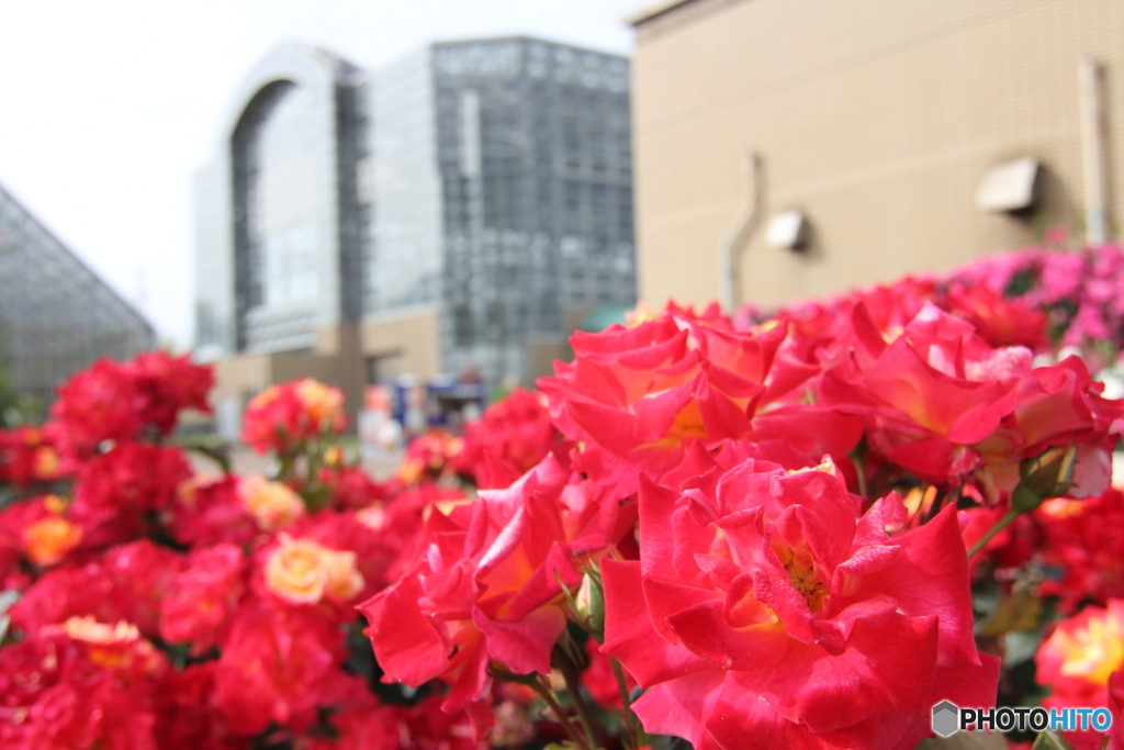 薔薇