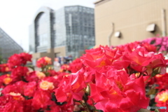薔薇