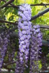 藤の花