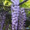 藤の花