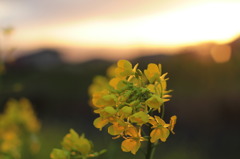 夕暮れの菜の花