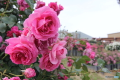 薔薇