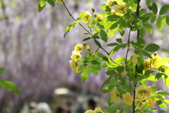 藤棚