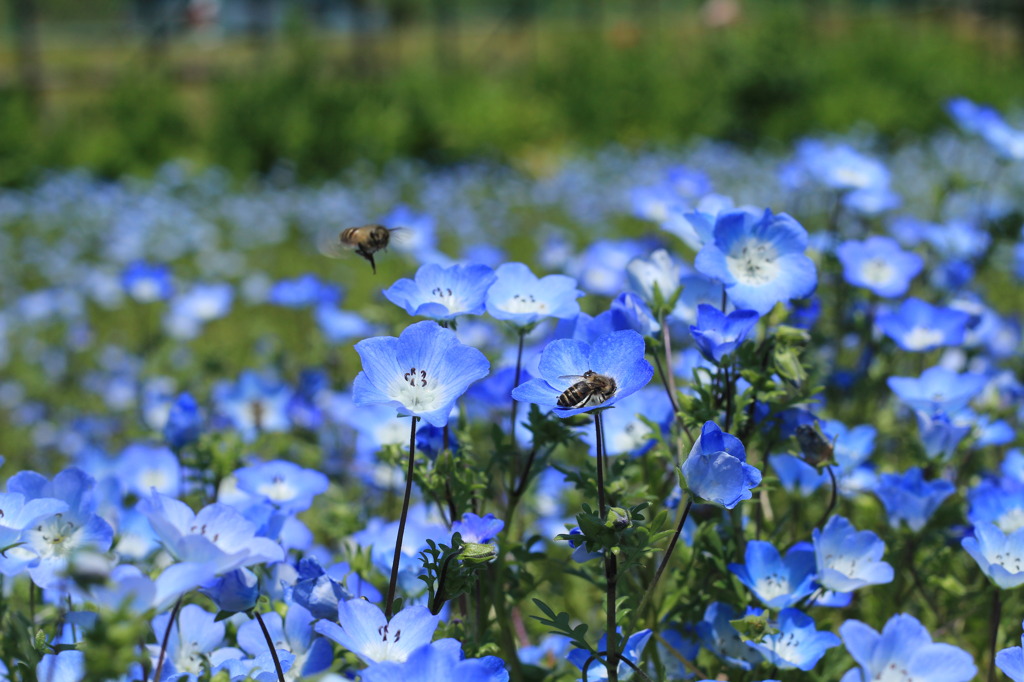蜜集め