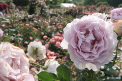 薔薇