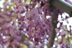 藤の花