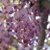 藤の花
