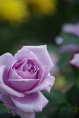 IMGP0474