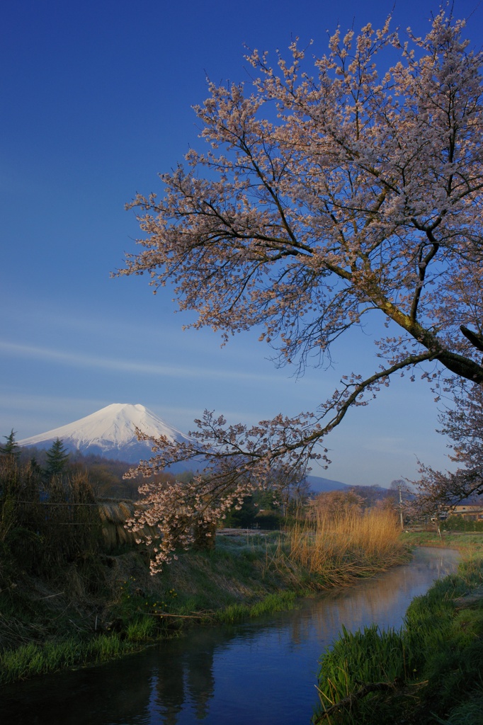 桜と富士