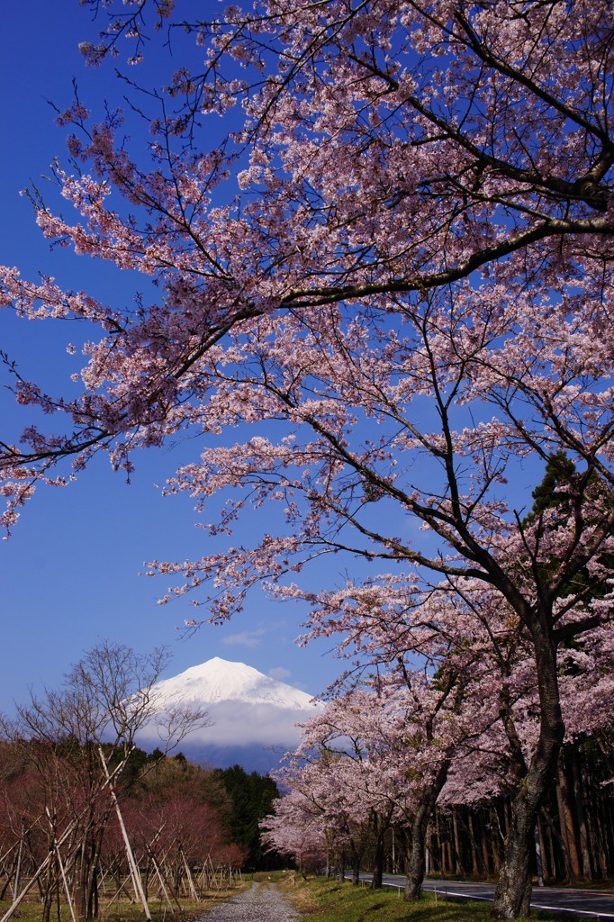 桜富士