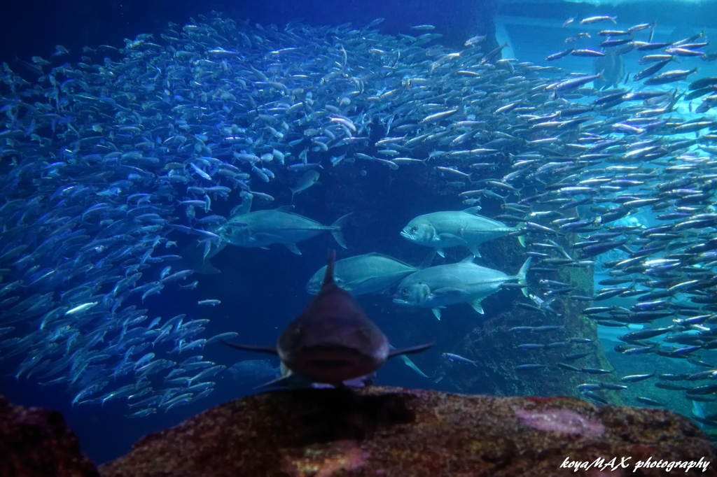 小魚達のトンネル