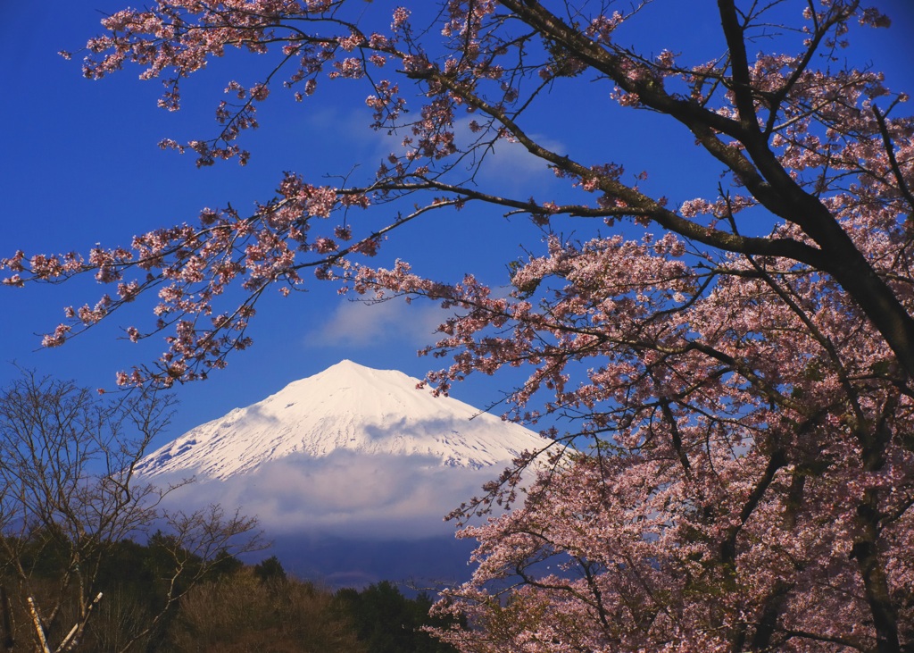 ＳＡＫＵＲＡ富士
