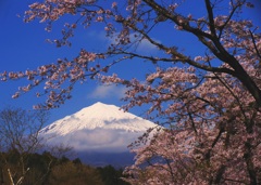 ＳＡＫＵＲＡ富士