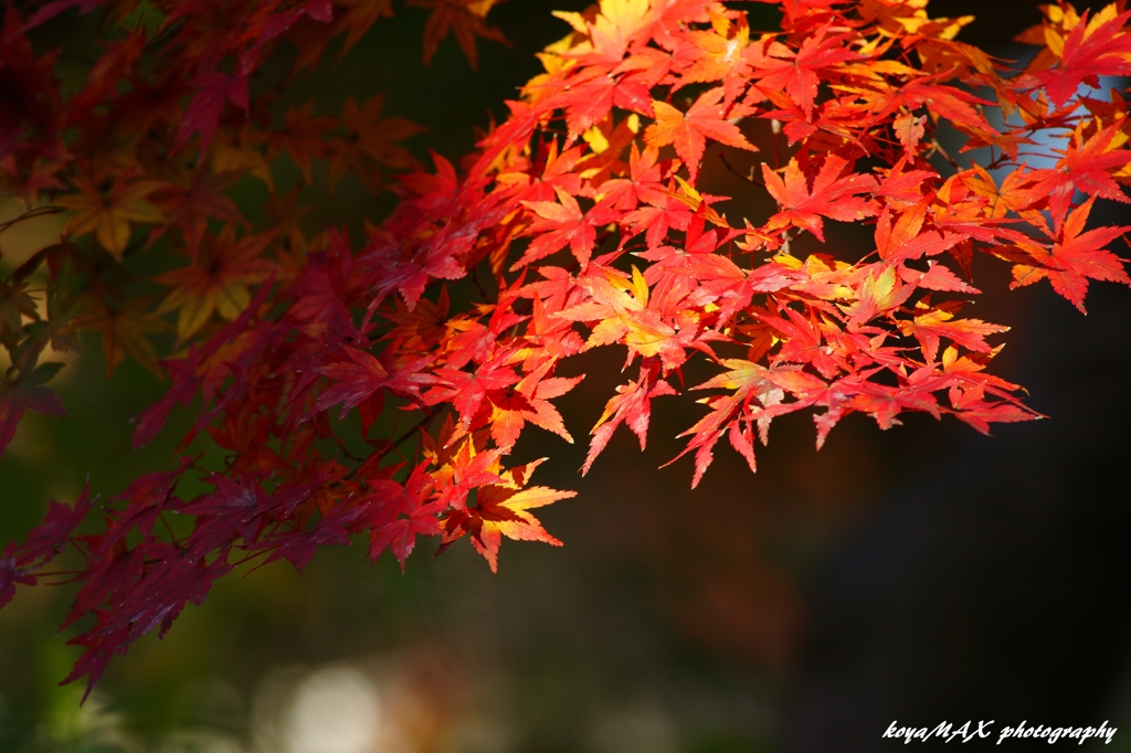 妙本寺の紅葉