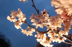 花見日和